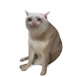 Cash Cat Coin